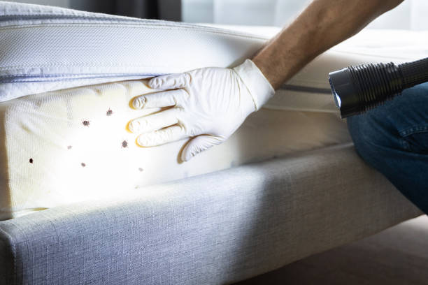 Best Pest Control for Restaurants  in Agua Fria, NM