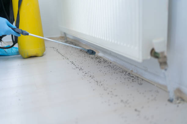 Flea Control Services in Agua Fria, NM